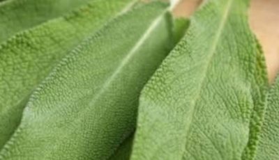 herbal remedy uses sage