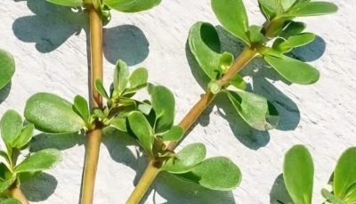 Unlocking the Power of Purslane: The Underrated Superfood and How to Make Your Own Nutrient-Packed Anti-Aging Cream