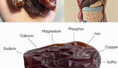 The Incredible Benefits of Dates: A Nutrient-Packed Superfood