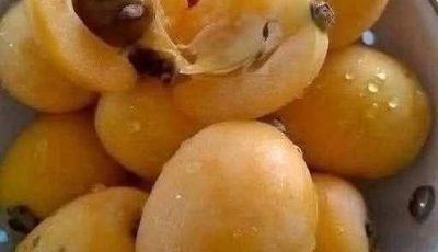 Traditional Apricot (Mishmish) Jam