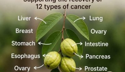 Guava leaves are the most magical on Earth.