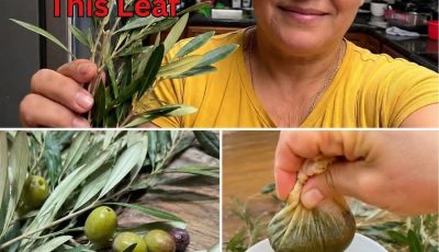 Olive Leaf Extract + The Cancer-Survival Environment Nobody Talks About