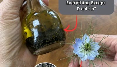 Black Seed Triggers the Hidden Reset Your Immune System Has Been Missing