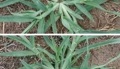 Il ne faut surtout pas arracher cette plante si elle apparaît dans le jardin.