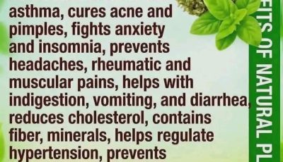 Oregano: Nature’s Most Powerful Herb and Its Health Benefits