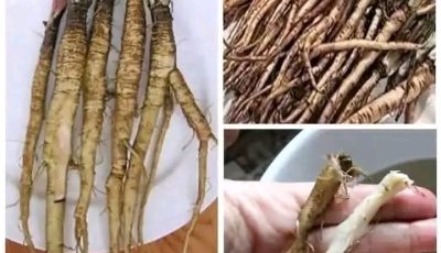 Benefits of burdock root