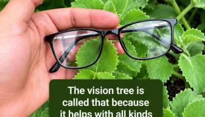 The “Vision Tree” for Blurry Eyes: Traditional Herb or Miracle Cure?