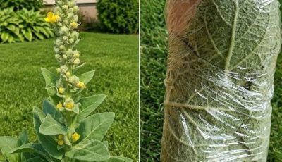 Mullein: Exploring the Benefits of Leaves, Flowers, and Roots