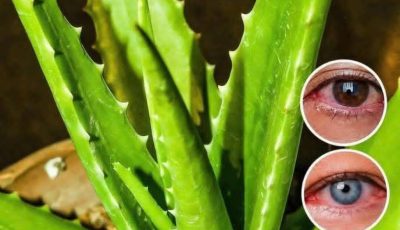 Cinnamon and Aloe Vera Nutritious Drink to Support Your Health