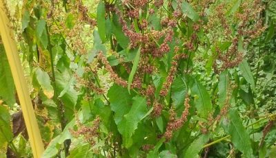 Benefits of curly sorrel or curly rhubarb