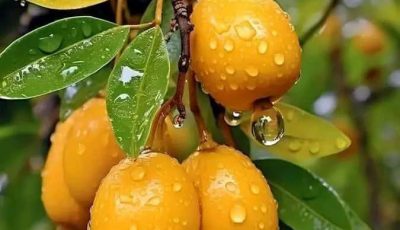 Apricot fruit