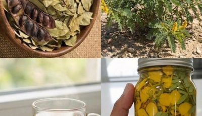 The “Vision Tree” for Blurry Eyes: Traditional Herb or Miracle Cure?