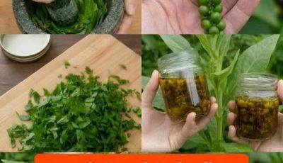 Wild Herb Infused Oil: Traditional Green Pepper Berry Herbal Preparation