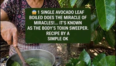 Avocado Leaves: Health Benefits, Traditional Uses, and Natural Wellness Support