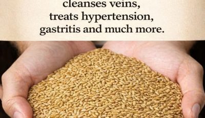 Alpiste: The Miracle Seed of Nature (Benefits, Uses, and How to Consume It)
