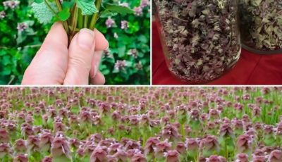 Purple Dead-Nettle Tea for Wellness: The Traditional Spring Herb People Mistake for an “Artery Clear” Remedy