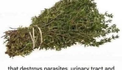 The Most Potent Herb That Destroys Parasites, Urinary Tract