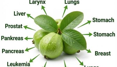 Guava Leaf Tea: Benefits, Uses, and How to Prepare It Naturally