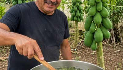Boiled Papaya Leaves Trigger a Full-Body Reset Your Body’s Been Missing