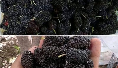 Mulberry Smoothie