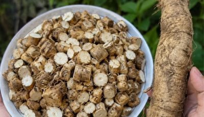 Dandelion Root Triggers the Cancer-Cell Shutdown They Don’t Want You to Ignore