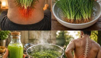 25 Surprising Traditional Uses of Cleavers (Galium aparine) for Everyday Wellness