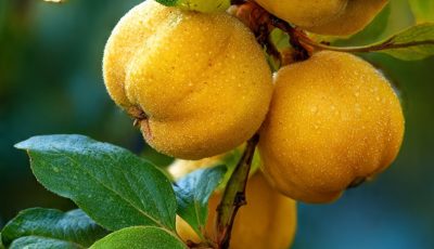 quince fruit