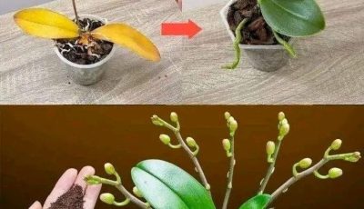 Just a teaspoon, suddenly the orchid miraculously blooms with lots of flowers