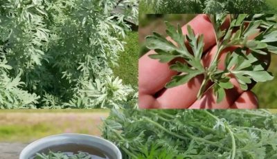 The Mugwort Tea People Call a Gentle “Whole-Body Reset” – An Old Herbal Remedy Still Used Today