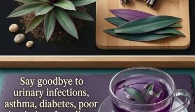 Purple Maguey: Benefits, Properties and Medicinal Uses