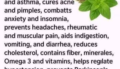 Oregano: The Small Plant with Big Health Benefits