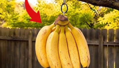 No One Believes It, But It Really Works! Hang a Ripe Banana on a Tree Branch and See What Happens