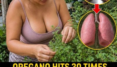 Oregano Triggers a Lung Reset Gut Flush and Inflammation Drop