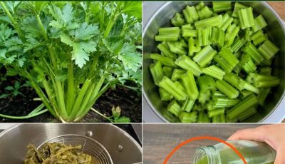 Celery Floods Your Blood, Skin, Kidneys, Liver, and Pancreas