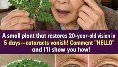 Moringa plant* 🌿
